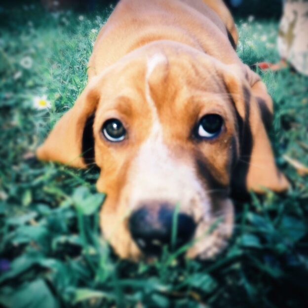 Hund-Mensch-Helicobacter pylori