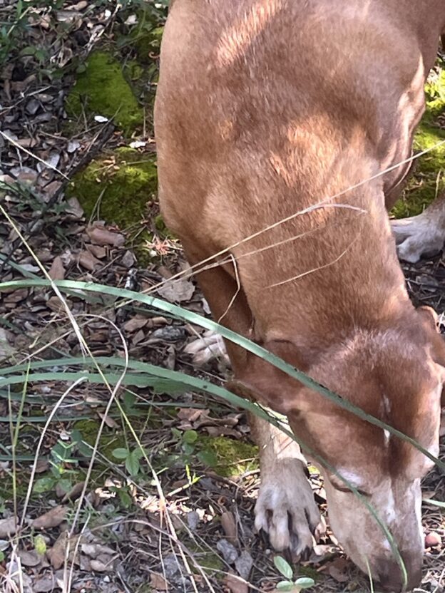 Hund-Schnüffeln-Wohlbefinden